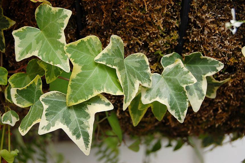 English ivy and potting soil